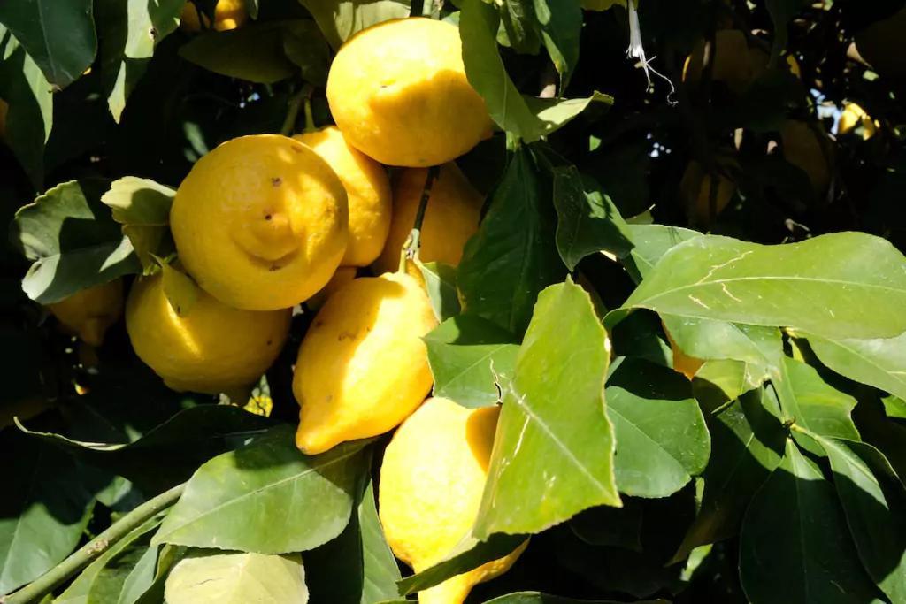 Frühstückspension Lemontree House *