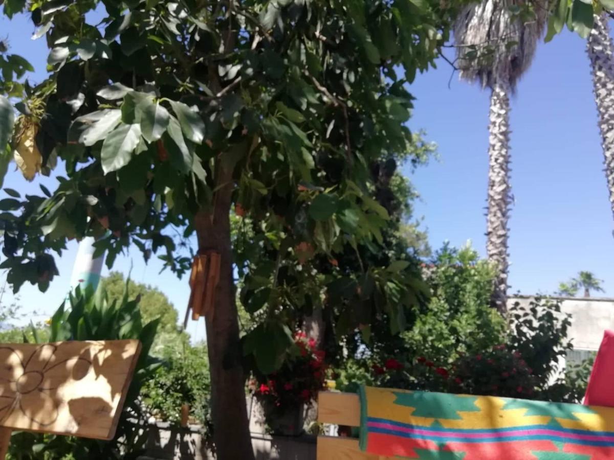 Lemontree House *