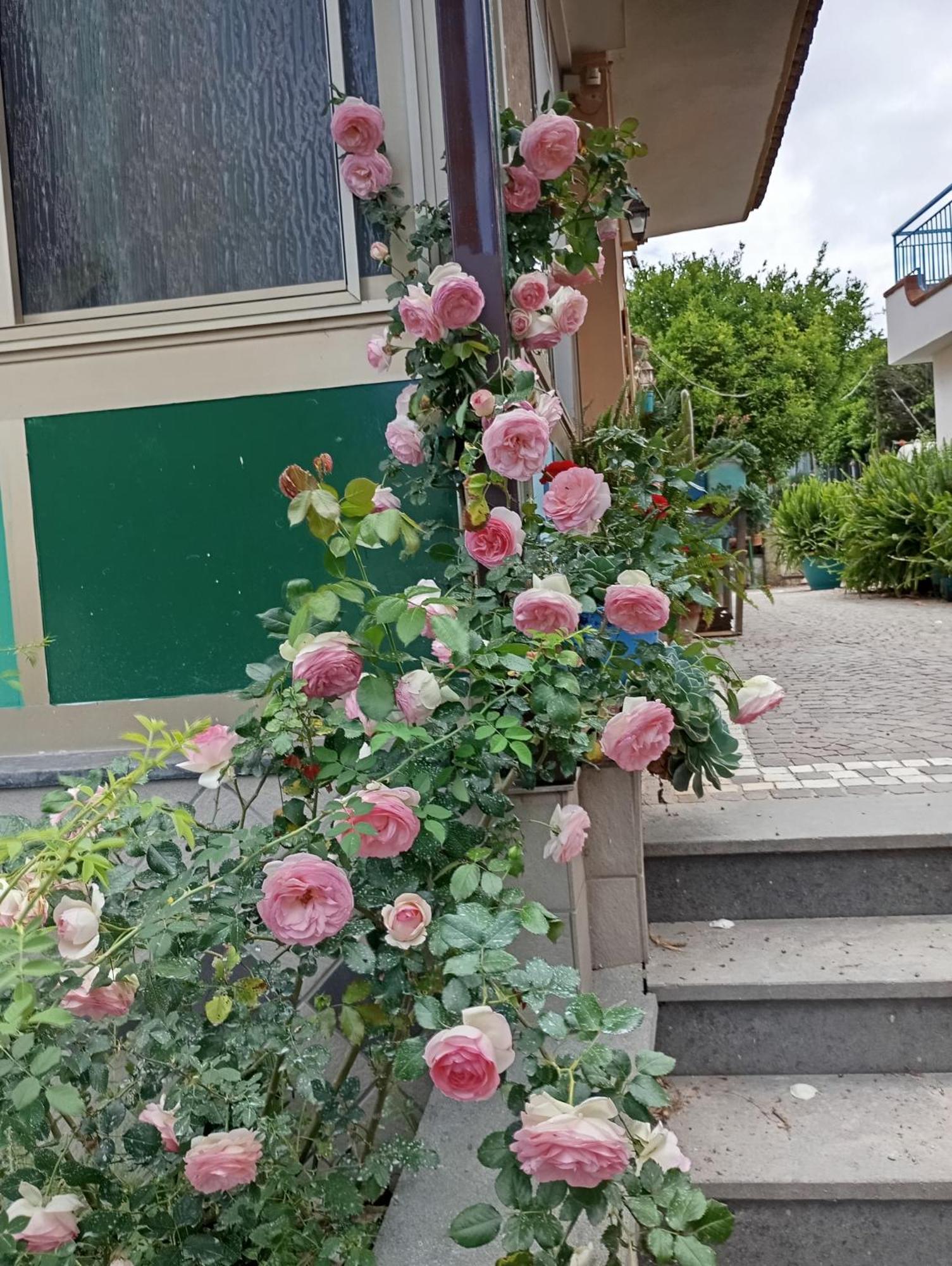 Lemontree House *