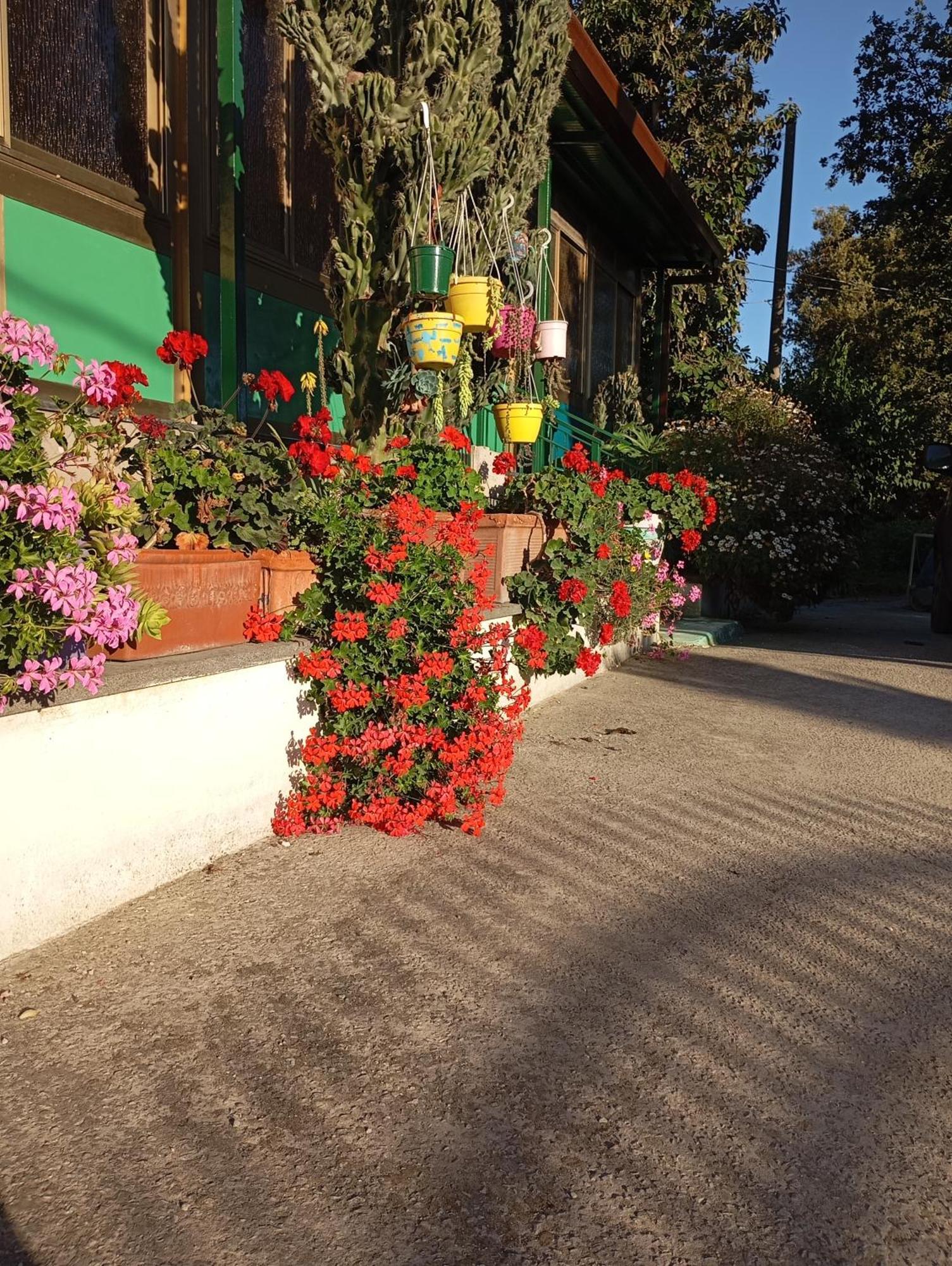 Bed & Breakfast Lemontree House *