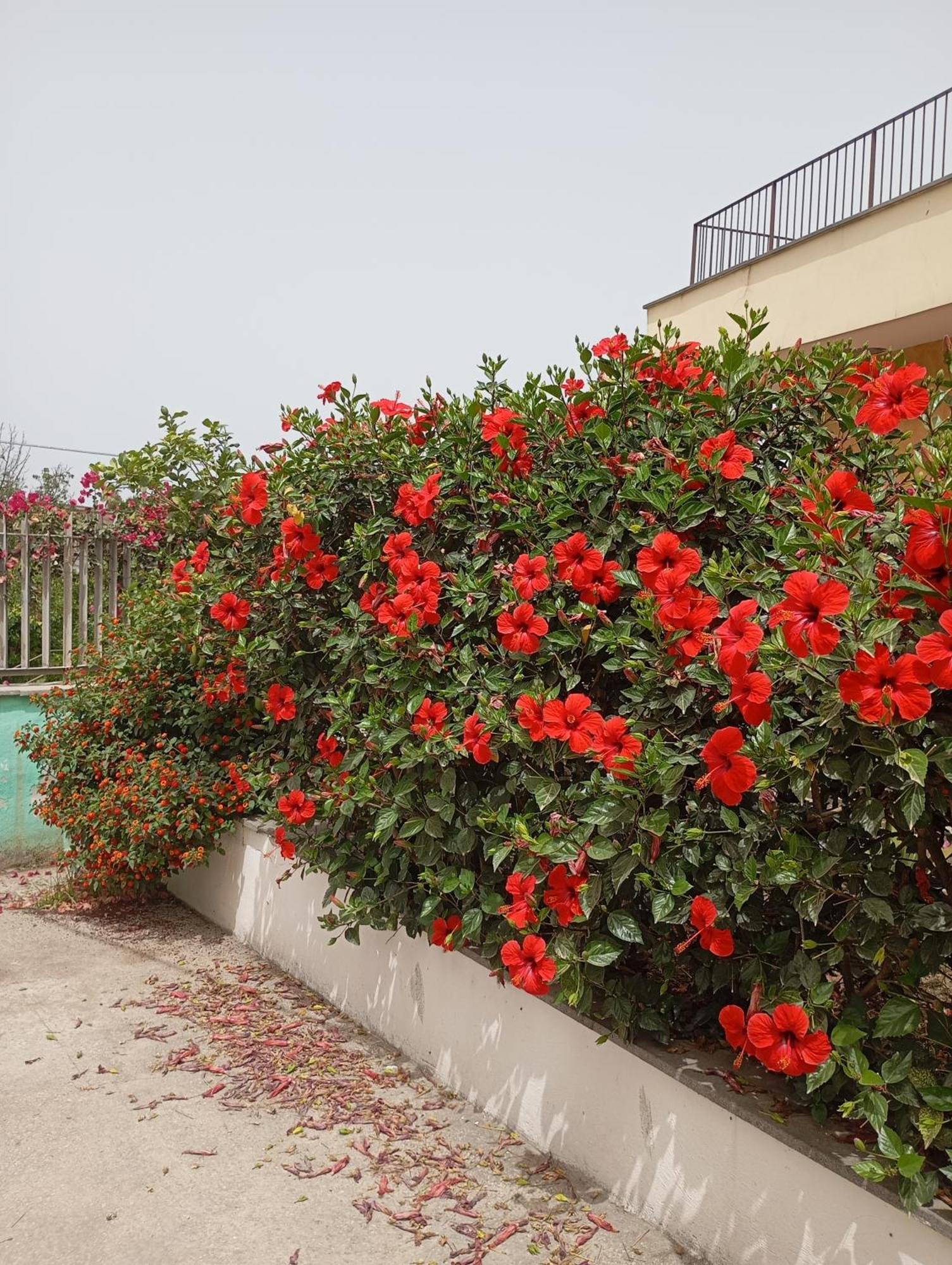 Lemontree House